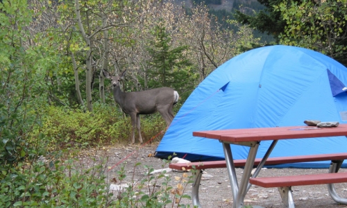 Whitefish MT Camping