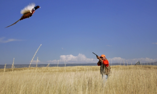 Northwest Montana Hunting