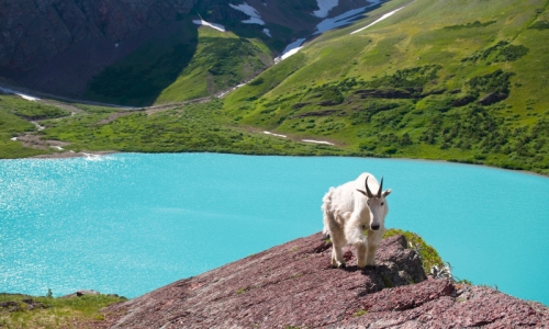 Glacier National Park MT