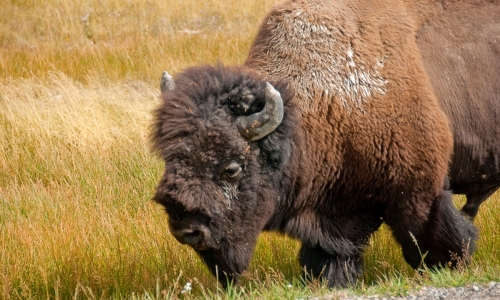 Montana National Bison Range