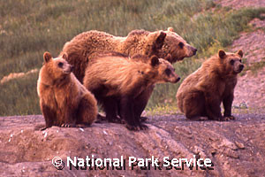 Glacier Outfitters - pickup rentals at the Airport