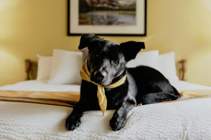 Grouse Mountain Lodge | Dog Friendly Rooms