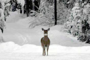 Glacier | Tourbase: Private Glacier Park Tour
