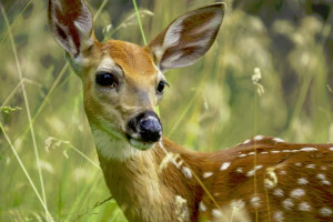 Glacier | Tourbase: Private East Glacier Park Tour