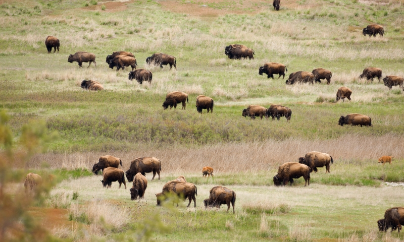 National Bison Range in Montana