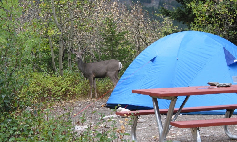 Campsite in Glacier National Park
