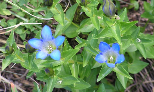 Bob Marshall Wilderness