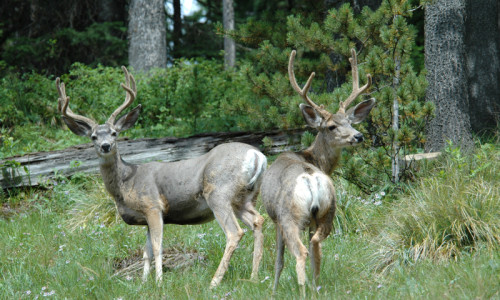 Lolo National Forest