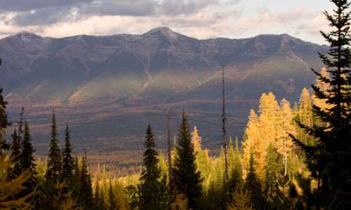 Swan Valley